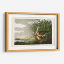 Pl. 231 Curlew De Pico Largo - John James Audubon | Cuadro decorativo de Canvas Lab