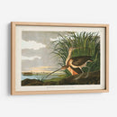Pl. 231 Curlew De Pico Largo - John James Audubon | Cuadro decorativo de Canvas Lab