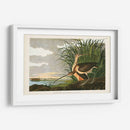 Pl. 231 Curlew De Pico Largo - John James Audubon | Cuadro decorativo de Canvas Lab