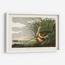 Pl. 231 Curlew De Pico Largo - John James Audubon | Cuadro decorativo de Canvas Lab