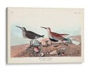 Pl. 290 Sandpiper De Respaldo Rojo - John James Audubon | Cuadro decorativo de Canvas Lab