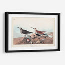 Pl. 290 Sandpiper De Respaldo Rojo - John James Audubon | Cuadro decorativo de Canvas Lab