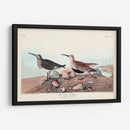 Pl. 290 Sandpiper De Respaldo Rojo - John James Audubon | Cuadro decorativo de Canvas Lab