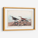 Pl. 290 Sandpiper De Respaldo Rojo - John James Audubon | Cuadro decorativo de Canvas Lab