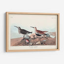 Pl. 290 Sandpiper De Respaldo Rojo - John James Audubon | Cuadro decorativo de Canvas Lab