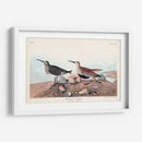 Pl. 290 Sandpiper De Respaldo Rojo - John James Audubon | Cuadro decorativo de Canvas Lab