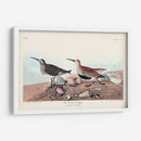 Pl. 290 Sandpiper De Respaldo Rojo - John James Audubon | Cuadro decorativo de Canvas Lab