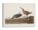 Pl. 335 Snipe De Pecho Rojo - John James Audubon | Cuadro decorativo de Canvas Lab