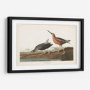 Pl. 335 Snipe De Pecho Rojo - John James Audubon | Cuadro decorativo de Canvas Lab