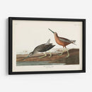 Pl. 335 Snipe De Pecho Rojo - John James Audubon | Cuadro decorativo de Canvas Lab
