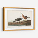 Pl. 335 Snipe De Pecho Rojo - John James Audubon | Cuadro decorativo de Canvas Lab