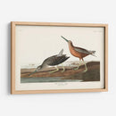 Pl. 335 Snipe De Pecho Rojo - John James Audubon | Cuadro decorativo de Canvas Lab