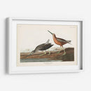 Pl. 335 Snipe De Pecho Rojo - John James Audubon | Cuadro decorativo de Canvas Lab