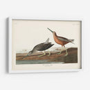 Pl. 335 Snipe De Pecho Rojo - John James Audubon | Cuadro decorativo de Canvas Lab