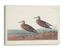 Pl. 294 Pectoral Sandpiper - John James Audubon | Cuadro decorativo de Canvas Lab