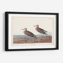 Pl. 294 Pectoral Sandpiper - John James Audubon | Cuadro decorativo de Canvas Lab