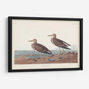 Pl. 294 Pectoral Sandpiper - John James Audubon | Cuadro decorativo de Canvas Lab
