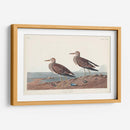Pl. 294 Pectoral Sandpiper - John James Audubon | Cuadro decorativo de Canvas Lab