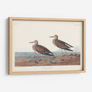 Pl. 294 Pectoral Sandpiper - John James Audubon | Cuadro decorativo de Canvas Lab