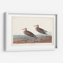 Pl. 294 Pectoral Sandpiper - John James Audubon | Cuadro decorativo de Canvas Lab