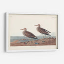 Pl. 294 Pectoral Sandpiper - John James Audubon | Cuadro decorativo de Canvas Lab