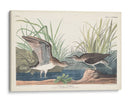 Pl. 289 Solitary Sandpiper - John James Audubon | Cuadro decorativo de Canvas Lab