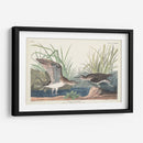 Pl. 289 Solitary Sandpiper - John James Audubon | Cuadro decorativo de Canvas Lab