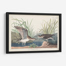 Pl. 289 Solitary Sandpiper - John James Audubon | Cuadro decorativo de Canvas Lab