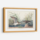 Pl. 289 Solitary Sandpiper - John James Audubon | Cuadro decorativo de Canvas Lab
