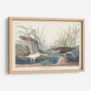 Pl. 289 Solitary Sandpiper - John James Audubon | Cuadro decorativo de Canvas Lab