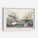 Pl. 289 Solitary Sandpiper - John James Audubon | Cuadro decorativo de Canvas Lab