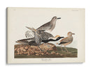 Pl. 334 Chorlito De Vientre Negro - John James Audubon | Cuadro decorativo de Canvas Lab