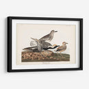 Pl. 334 Chorlito De Vientre Negro - John James Audubon | Cuadro decorativo de Canvas Lab