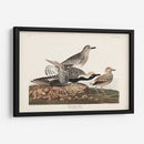 Pl. 334 Chorlito De Vientre Negro - John James Audubon | Cuadro decorativo de Canvas Lab