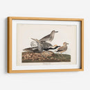 Pl. 334 Chorlito De Vientre Negro - John James Audubon | Cuadro decorativo de Canvas Lab
