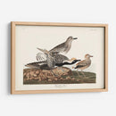 Pl. 334 Chorlito De Vientre Negro - John James Audubon | Cuadro decorativo de Canvas Lab