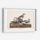 Pl. 334 Chorlito De Vientre Negro - John James Audubon | Cuadro decorativo de Canvas Lab