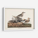 Pl. 334 Chorlito De Vientre Negro - John James Audubon | Cuadro decorativo de Canvas Lab