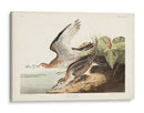 Pl. 303 Bartram Sandpiper - John James Audubon | Cuadro decorativo de Canvas Lab