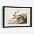 Pl. 303 Bartram Sandpiper - John James Audubon | Cuadro decorativo de Canvas Lab