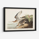 Pl. 303 Bartram Sandpiper - John James Audubon | Cuadro decorativo de Canvas Lab