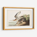 Pl. 303 Bartram Sandpiper - John James Audubon | Cuadro decorativo de Canvas Lab