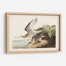 Pl. 303 Bartram Sandpiper - John James Audubon | Cuadro decorativo de Canvas Lab