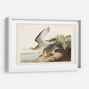 Pl. 303 Bartram Sandpiper - John James Audubon | Cuadro decorativo de Canvas Lab