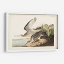 Pl. 303 Bartram Sandpiper - John James Audubon | Cuadro decorativo de Canvas Lab