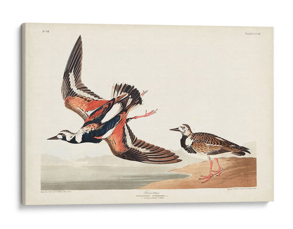 Pl. 304 Turn-Stone - John James Audubon | Cuadro decorativo de Canvas Lab