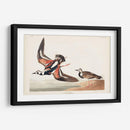 Pl. 304 Turn-Stone - John James Audubon | Cuadro decorativo de Canvas Lab