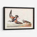 Pl. 304 Turn-Stone - John James Audubon | Cuadro decorativo de Canvas Lab
