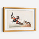 Pl. 304 Turn-Stone - John James Audubon | Cuadro decorativo de Canvas Lab