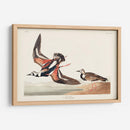 Pl. 304 Turn-Stone - John James Audubon | Cuadro decorativo de Canvas Lab